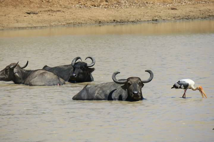 Walawe Safari - Day Tours景点图片