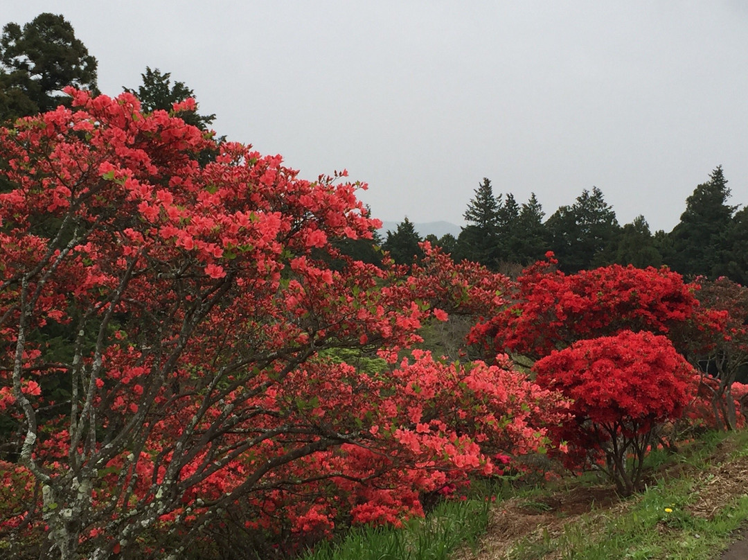 Kasama Azalea Matsuri-笠间市必去景点