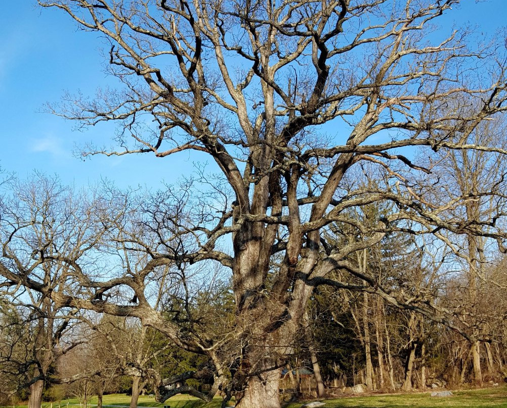 Springton Manor Farm景点图片