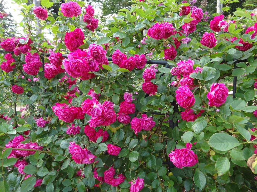 Sakura Garden-佐仓市必去景点