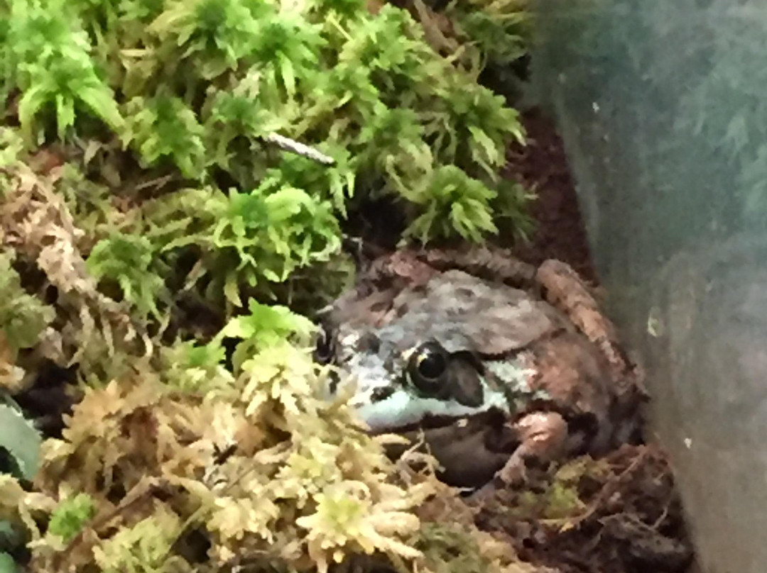 Denison Pequotsepos Nature Center-神秘河必去景点