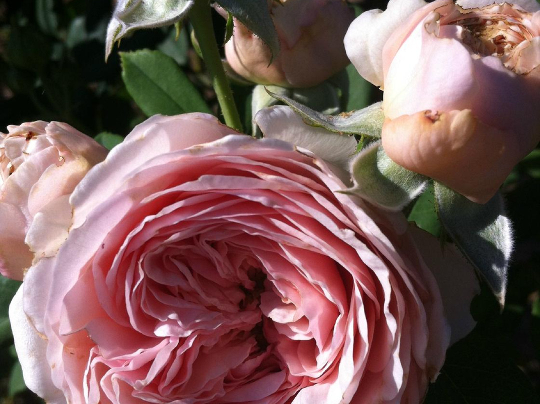 LongSword Vineyard-Jacksonville必去景点