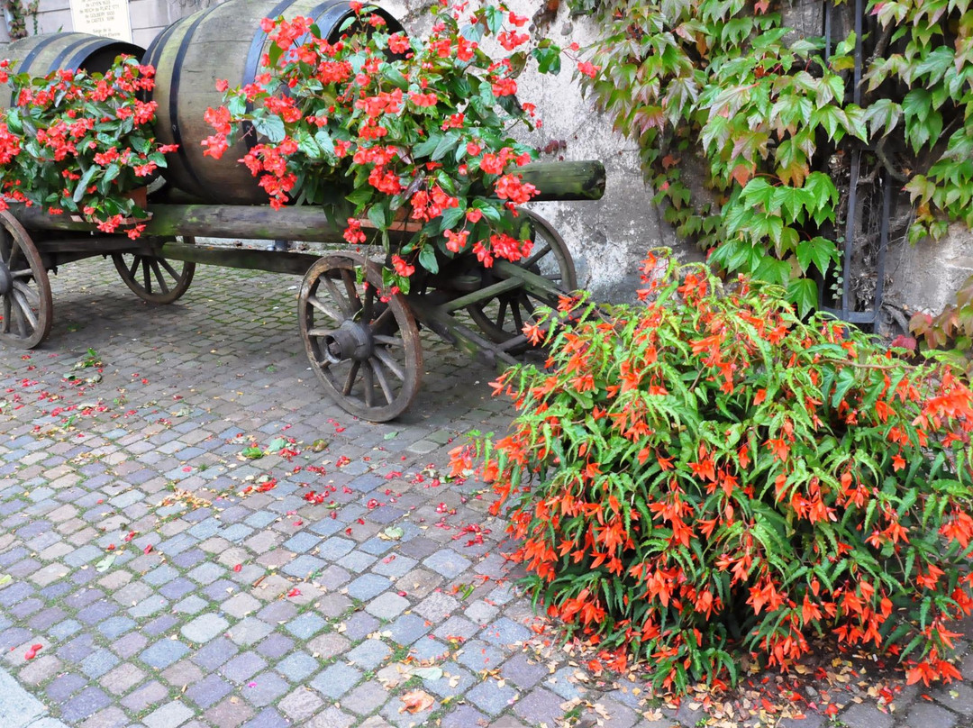 Musee du Vignoble Et des Vins d'Alsace景点图片