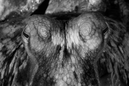 Hesperides Underwater Solutions-卡塔赫纳必去景点