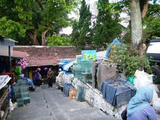 Birds and Flower Market Malang-玛琅必去景点