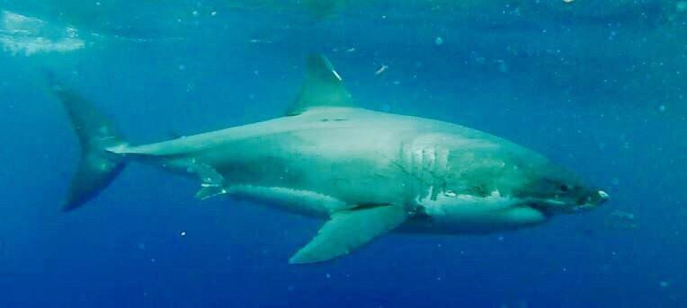 Rodney Fox Shark Expeditions景点图片
