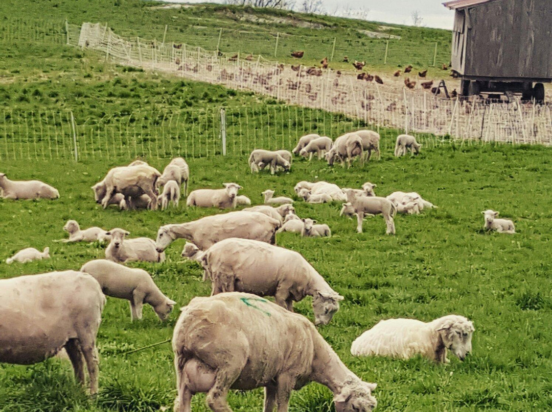 Stone Barns Center for Food and Agriculture景点图片