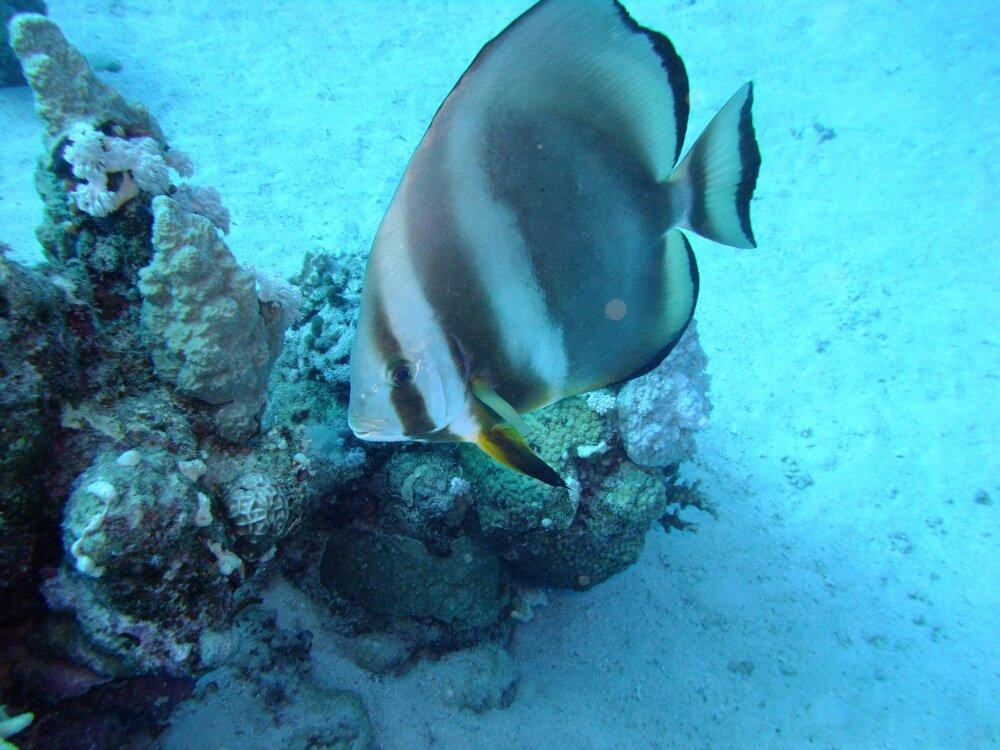Sha'ab Marsa Alam-马萨阿拉姆必去景点