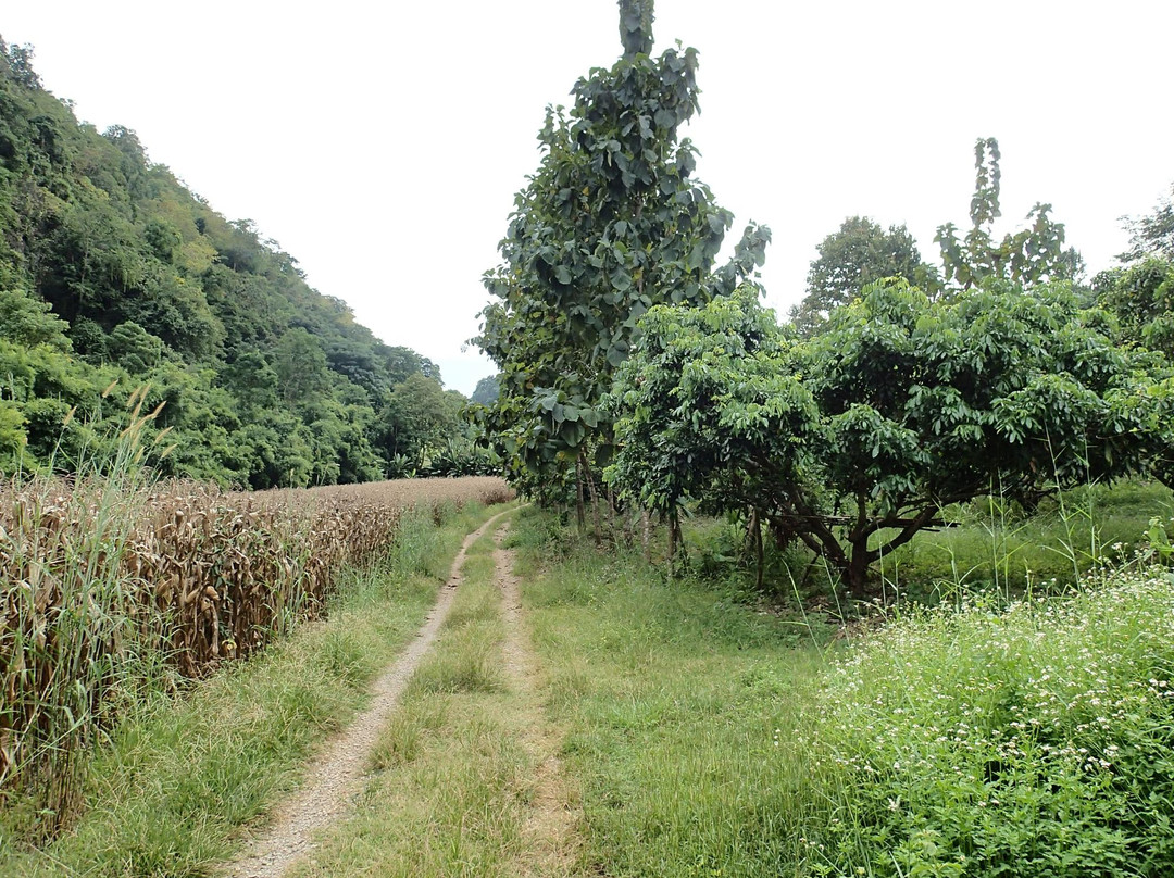 Tham Pha Tup Forest Park景点图片