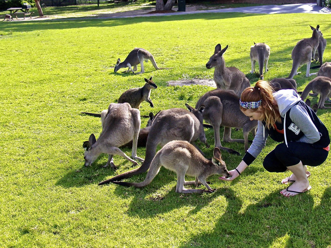 Symbio Wildlife Park-海伦斯堡必去景点