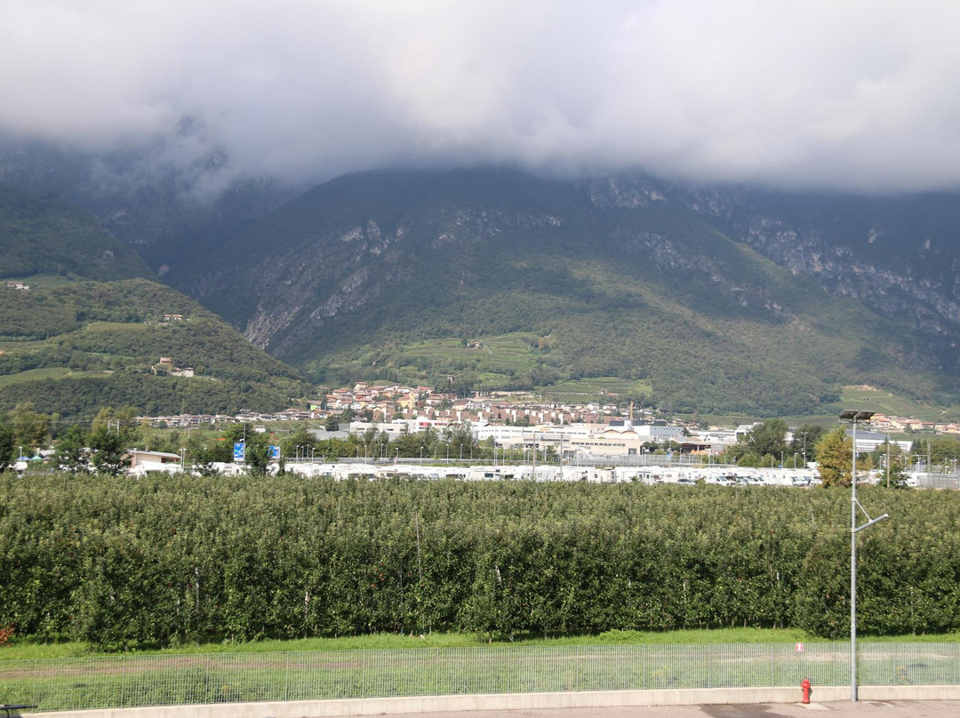 Cantina Sociale di Trento景点图片
