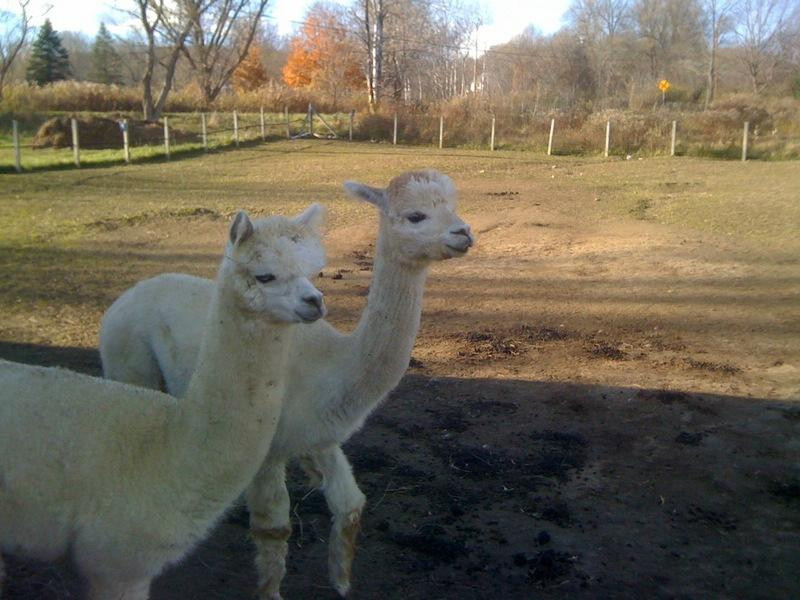 The Alpaca Shack-North Bennington必去景点