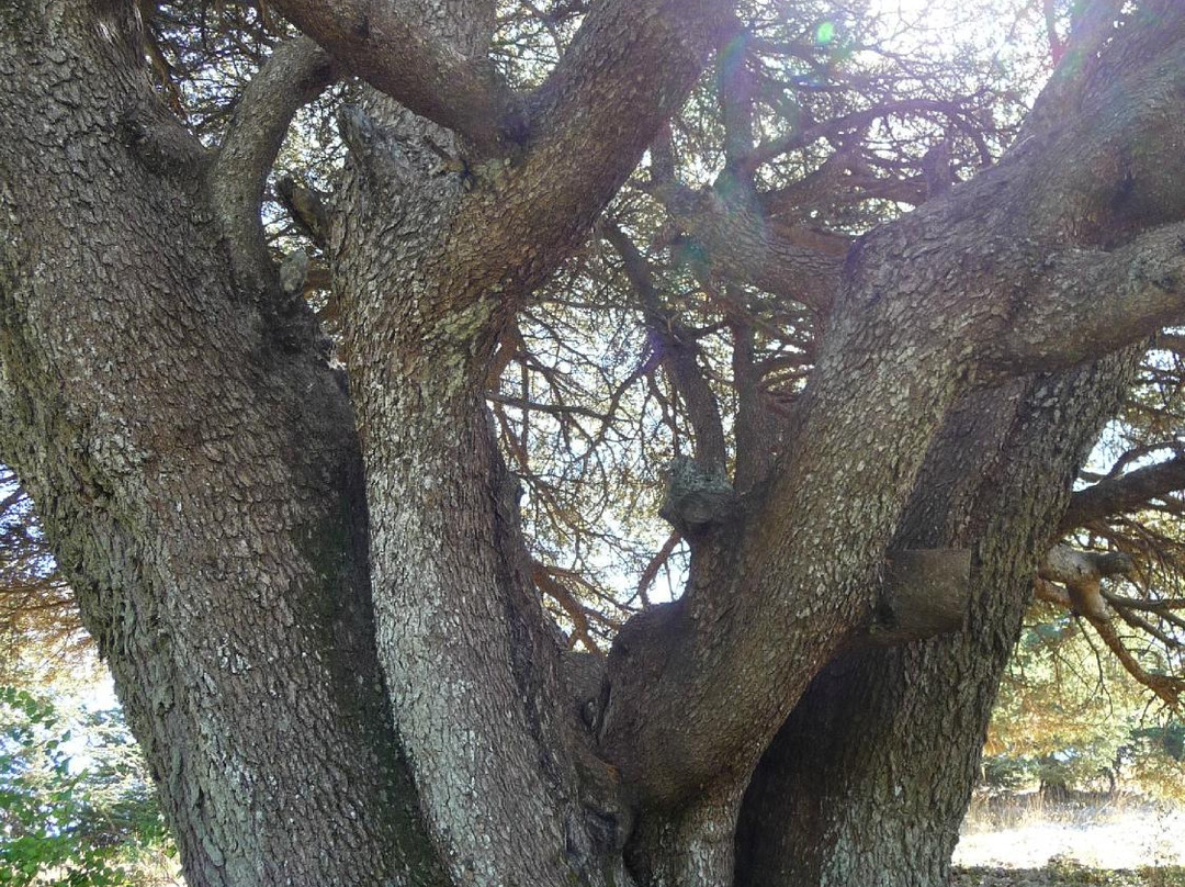 Shouf Cedars Reserve-Barouk必去景点