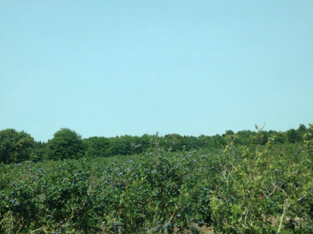 Blue Star Farms景点图片