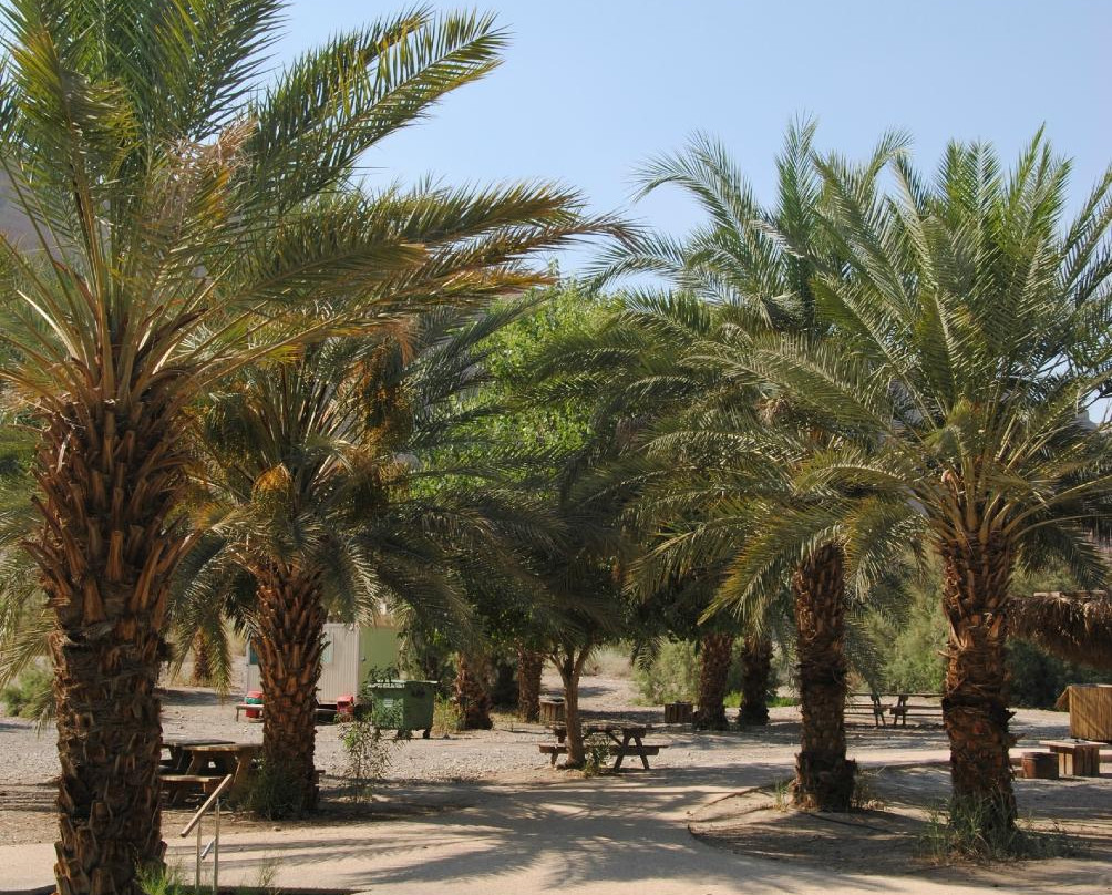 Enot Tsukim Nature Reserve - Ein Feshkha-Dead Sea Region必去景点