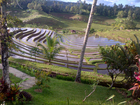 Bali Activities - Cruise Arrangement-沙努尔必去景点