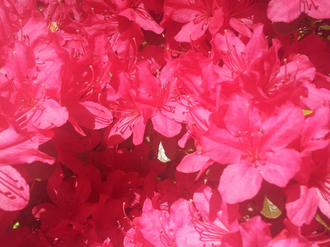 Callaway Resort & Gardens-Pine Mountain必去景点