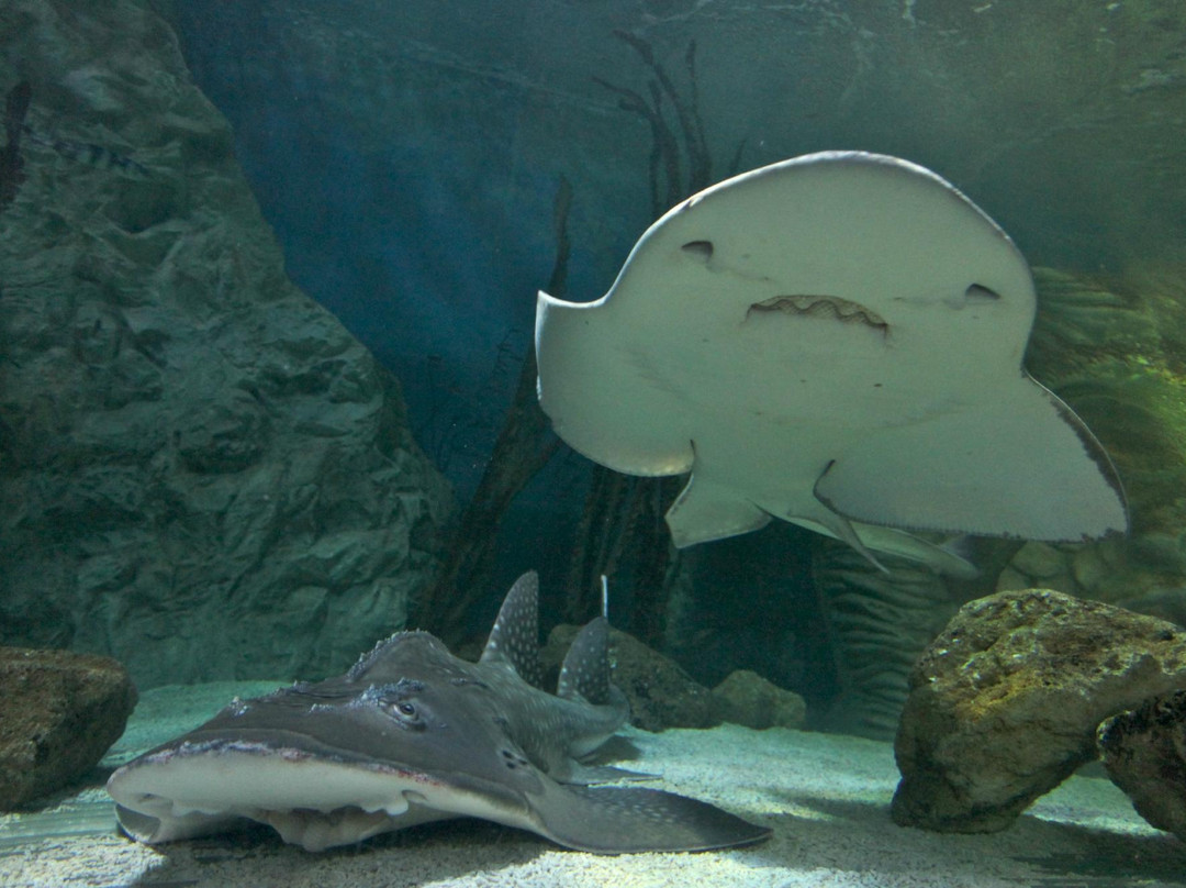 Sea Life Blackpool-黑潭必去景点