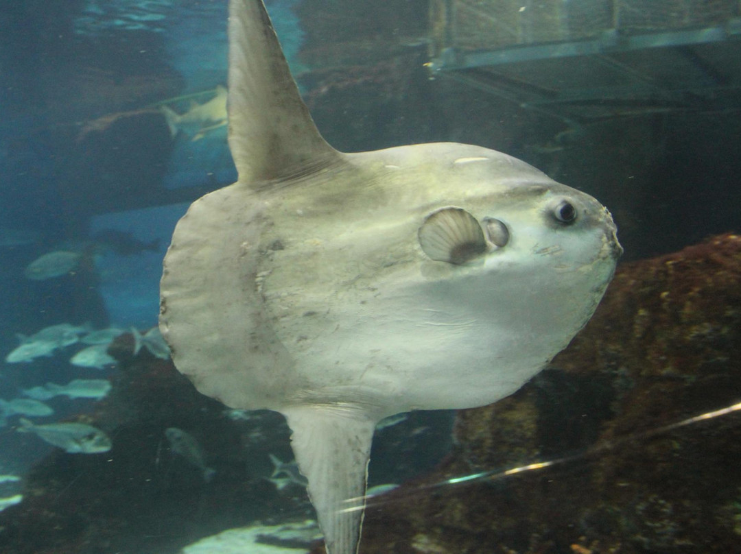 巴塞罗那水族馆-巴塞罗那必去景点