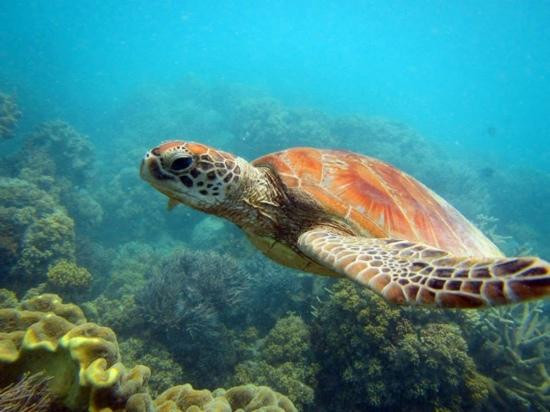 天堂礁浮潜之旅-凯恩斯必去景点