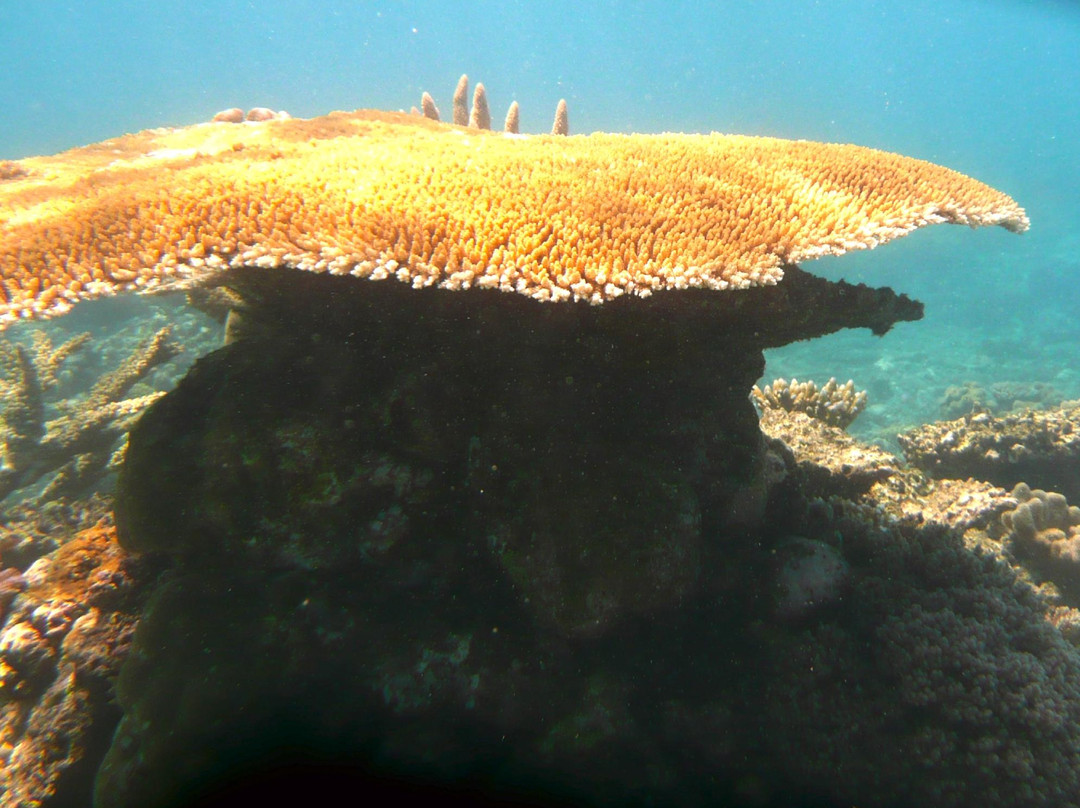 天堂礁浮潜之旅-凯恩斯必去景点