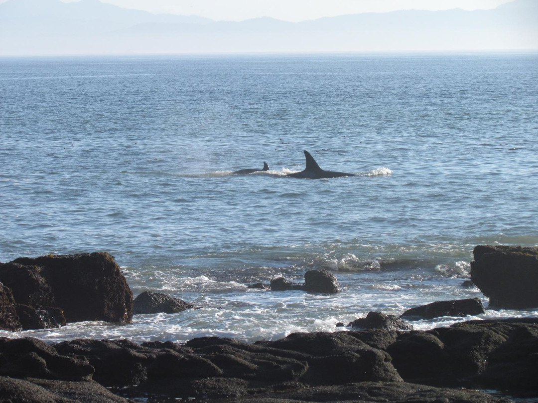 Juan de Fuca Marine Trail景点图片