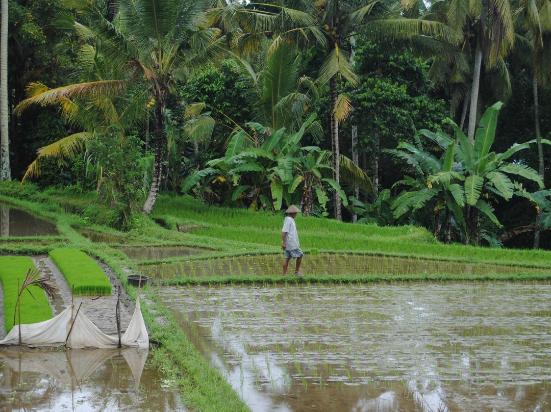Bali Bird Walks-乌布必去景点