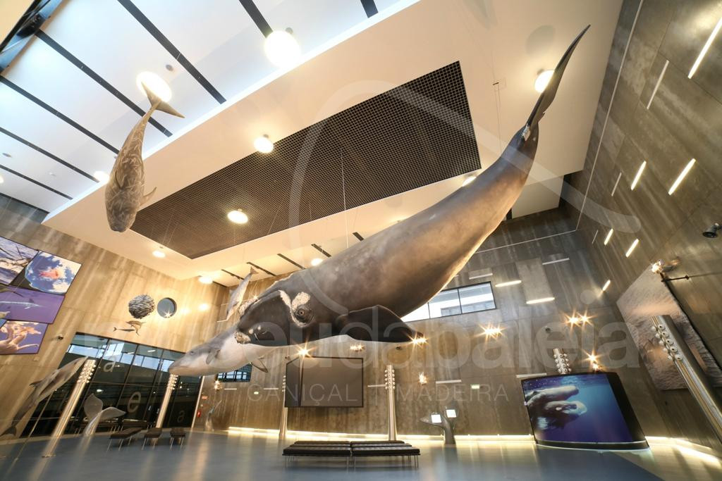 Museu da Baleia da Madeira景点图片