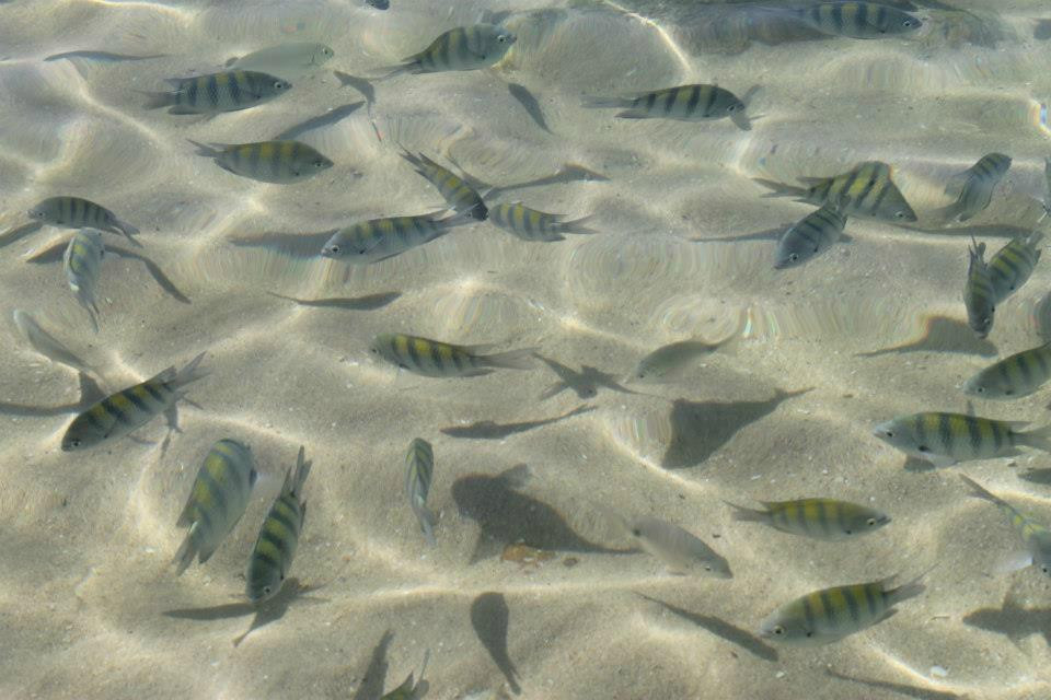 Lagoinha Beach-Bombinhas必去景点