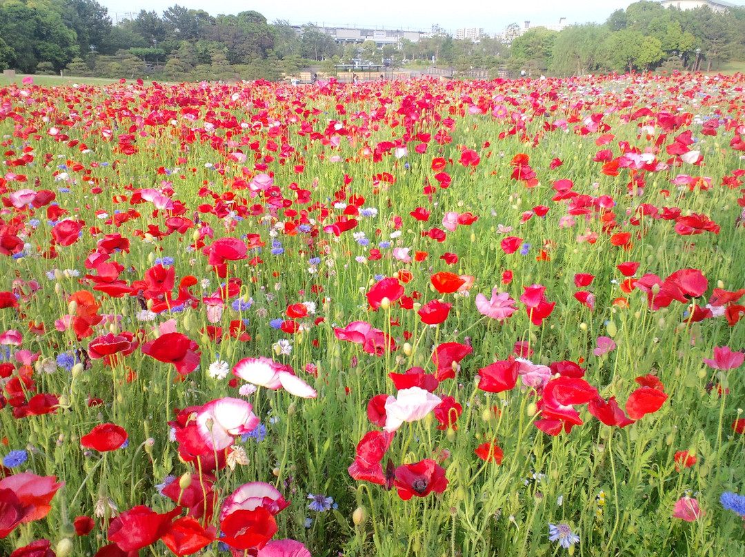东京葛西临海公园-江戸川区必去景点