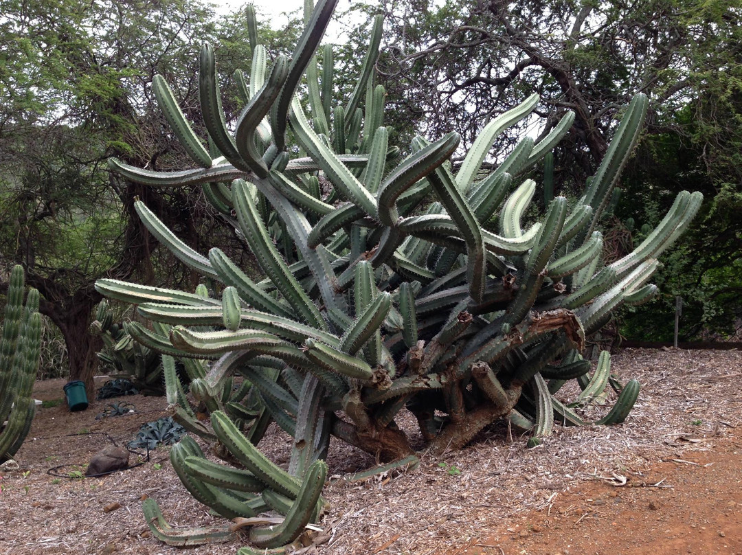 可可火山口植物园-火奴鲁鲁必去景点