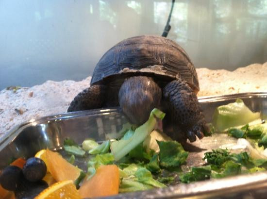 Amelia Island Nature Center-阿米莉亚岛必去景点