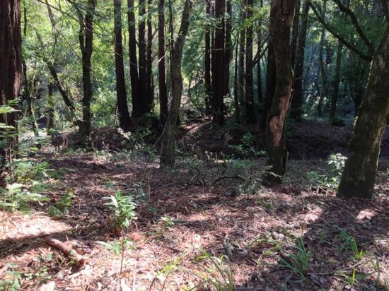 Huddart Park/Skyline Loop-Woodside必去景点