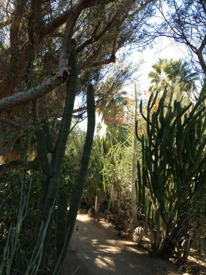 摩登热带植物园-棕榈泉市必去景点