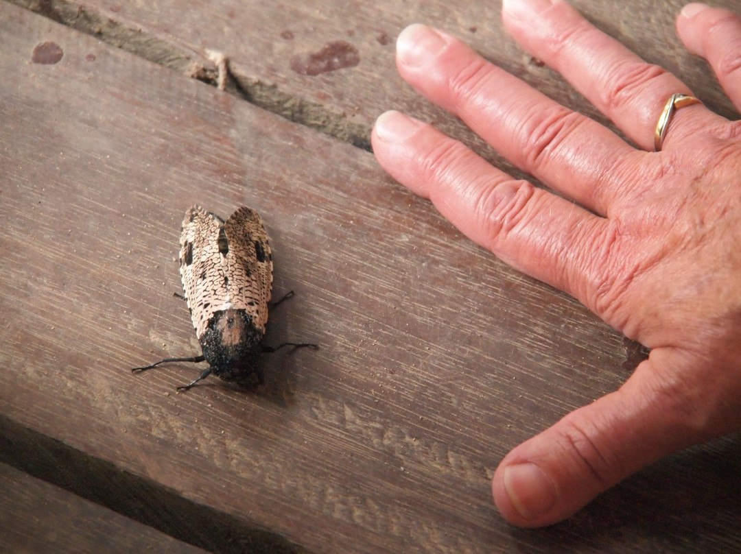 Nusa Holiday Village主图