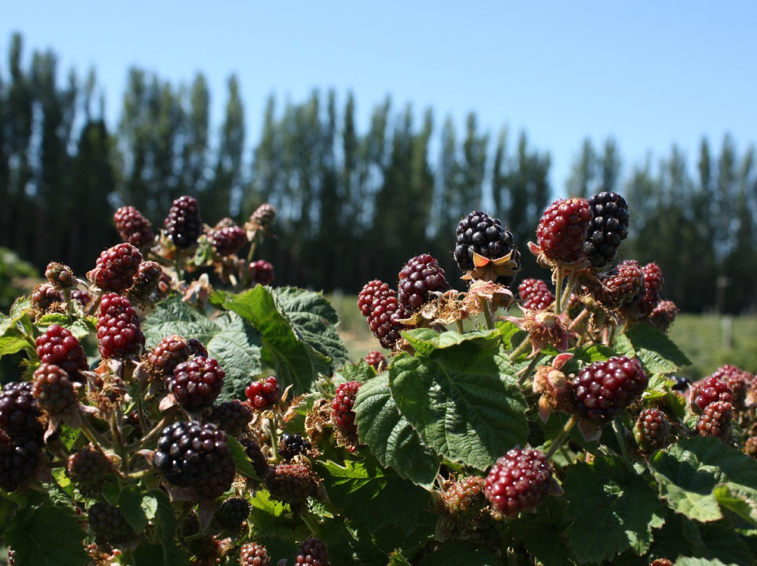 Graysmarsh Berry Farm景点图片