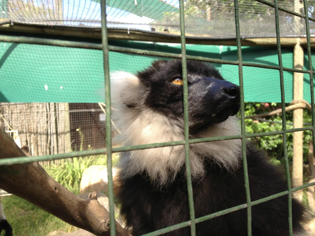 Monkey Town Primate Centre-西索美塞必去景点