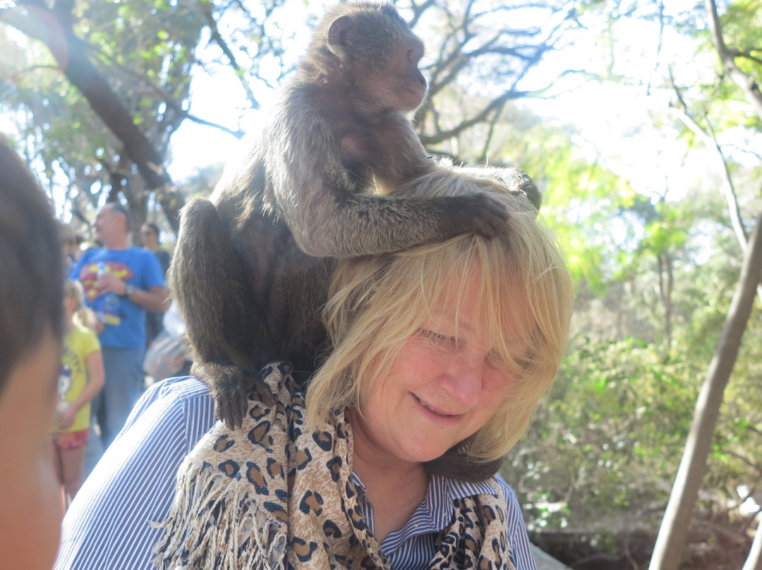 Thorntree Tours and Safaris Day Tours景点图片
