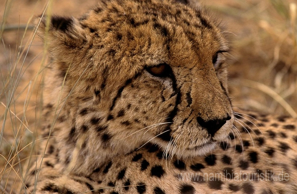 Guesthouse Villa Nina主图