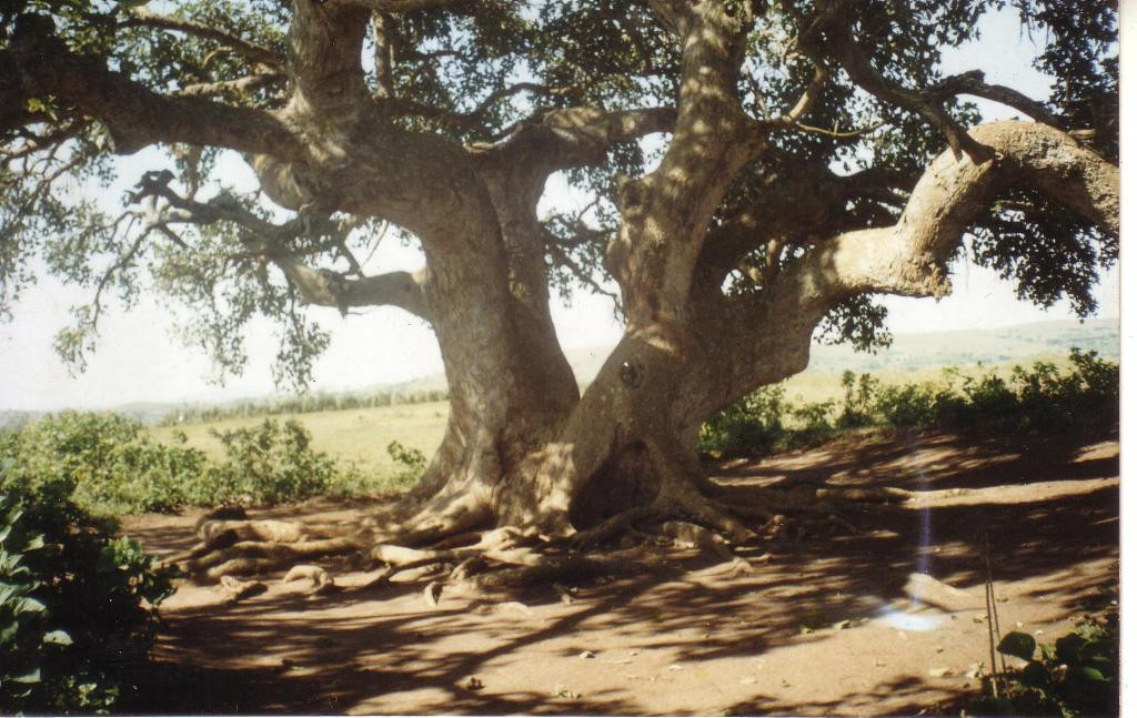 Bugona Tree-Rubaare必去景点