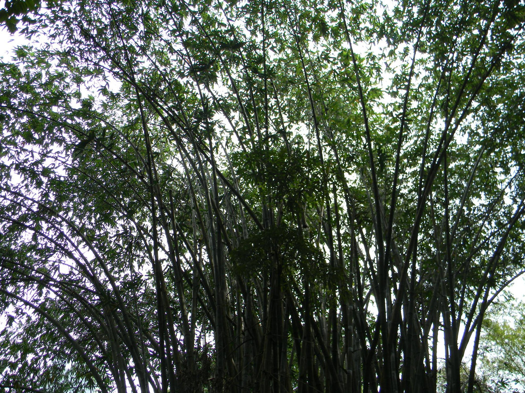 咖啡山森林保护区-吉隆坡必去景点