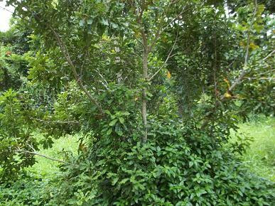 邝友良参议员的种植园和花园-卡内奥赫必去景点