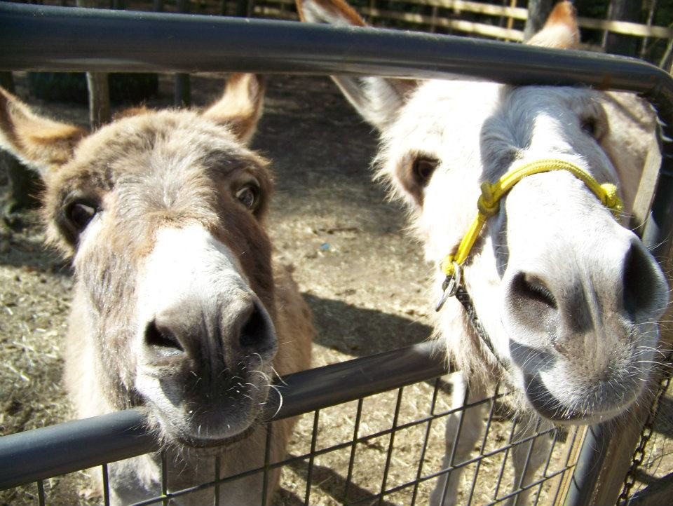 Holly Ridge Farm Equestrian Center-Willards必去景点