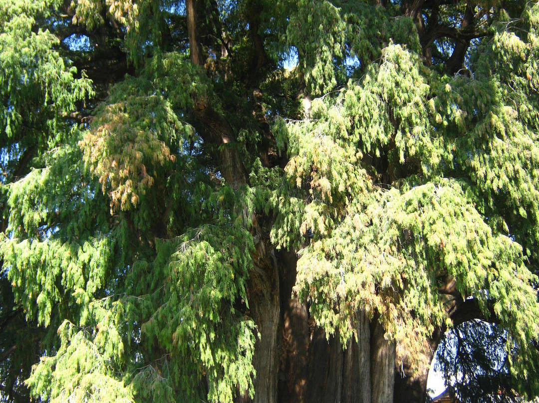 Oaxaca International-瓦哈卡必去景点