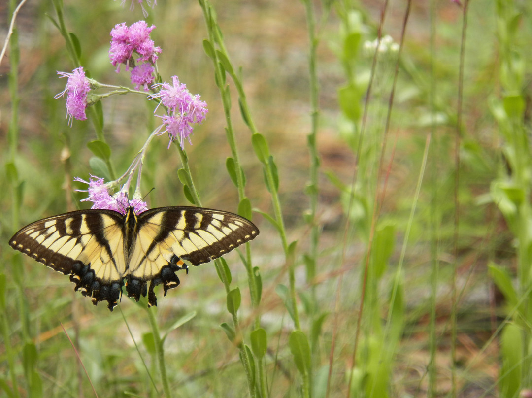 Ocala National Forest-Umatilla必去景点