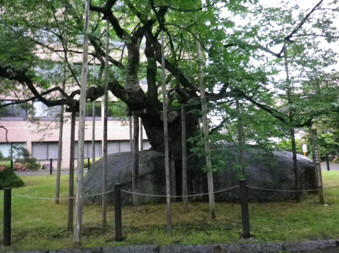 Rock-breaking Cherry Tree-盛冈市必去景点