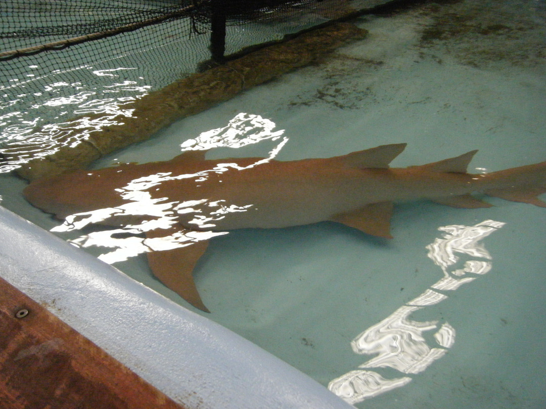 Irukandji Shark & Ray Encounters景点图片