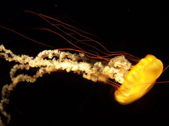 田纳西水族馆-查塔努加必去景点