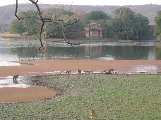 Ranthambore National Park景点图片