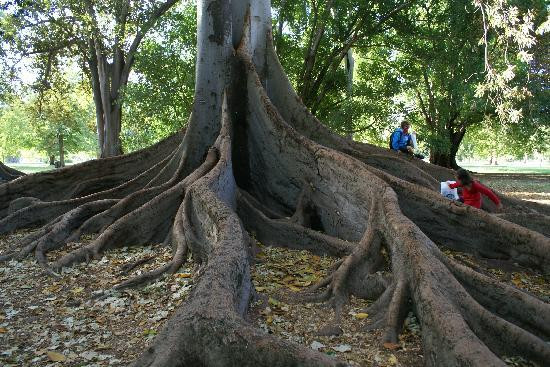阿德莱德植物园-阿德莱德必去景点